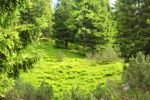 2014-07-05_Laengental-N-Hochweg (613). JPG
